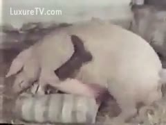 A moist crack is copulated by a horny piggy.